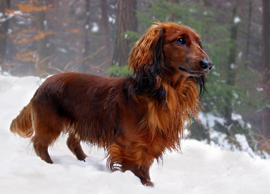 Dachshund pelo longo vermelho na neve, pelagem sedosa Langhaardackel