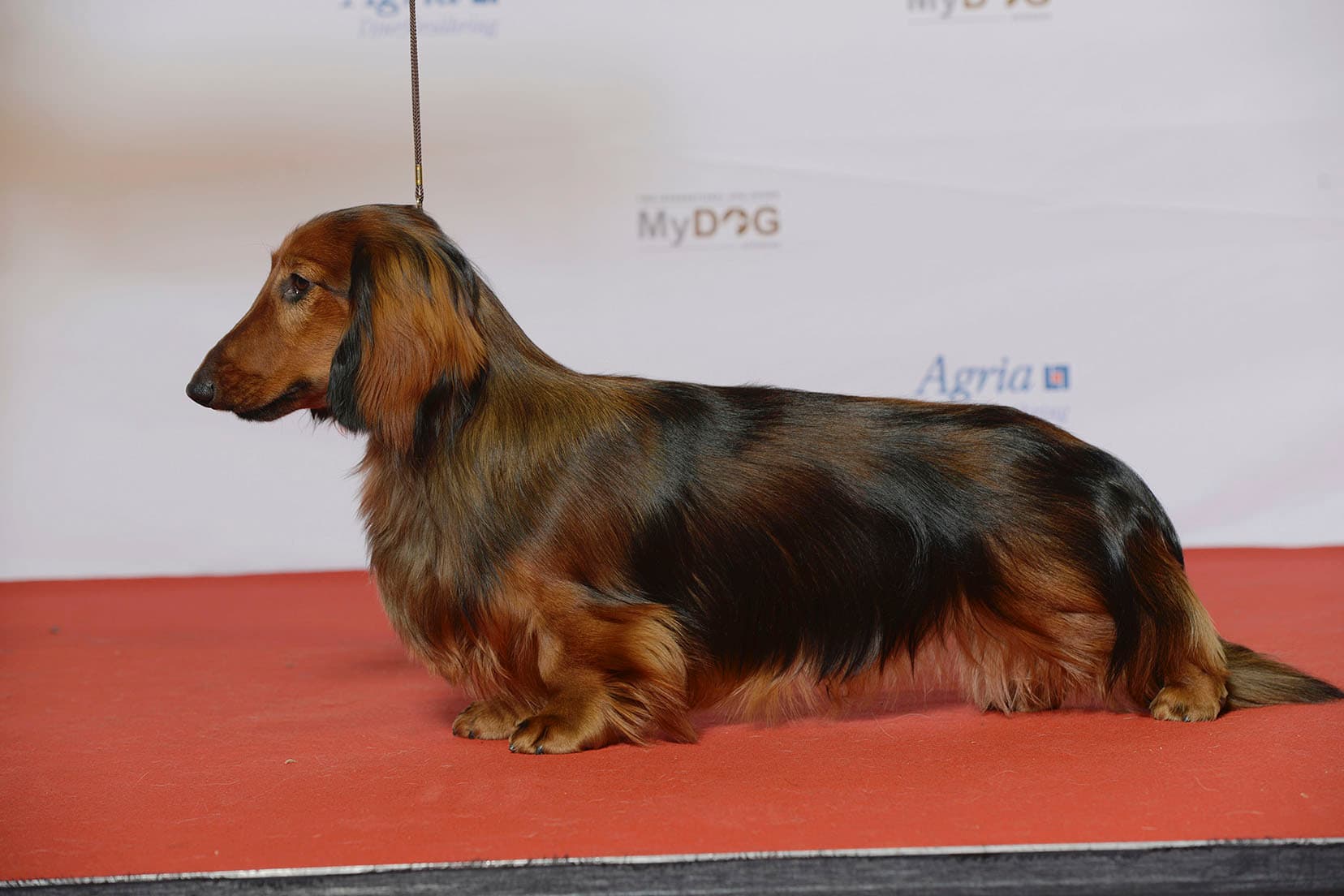 Dachshund standard pelo longo em perfil, dorso alongado e pelagem sedosa