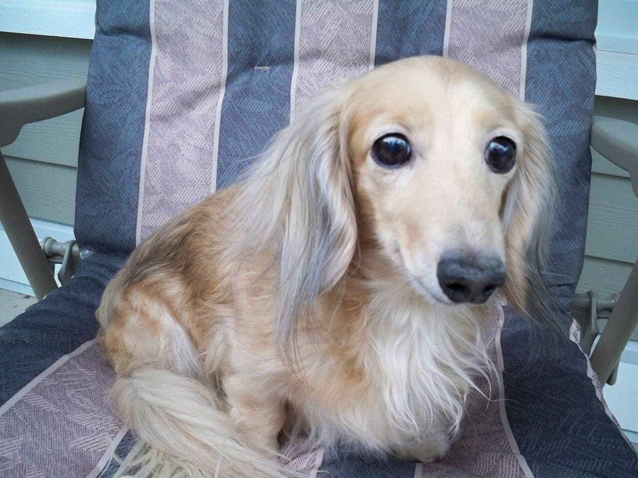 Dachshund miniatura pelo longo creme sentado numa cadeira, recém-chegado em casa