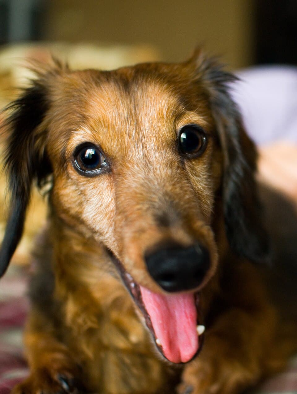 Retrato de Dachshund pelo longo em casa, orelhas franjadas