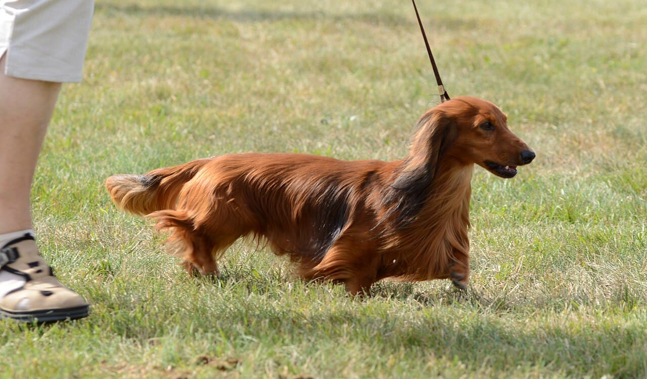 Dachshund pelo longo vermelho caminhando na grama, pelagem coberta
