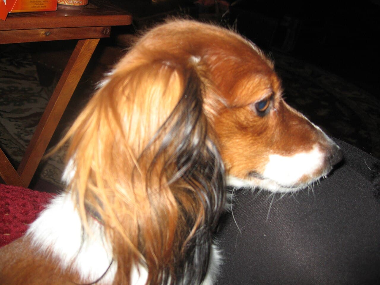 Dachshund miniatura pelo longo vermelho piebald, orelhas franjadas