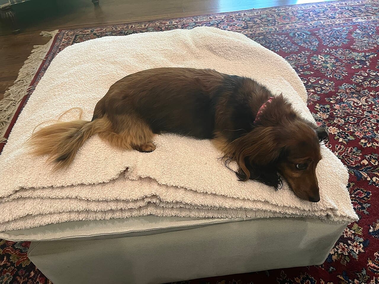 Dachshund pelo longo chocolate deitado em casa, pelagem cacau sedosa