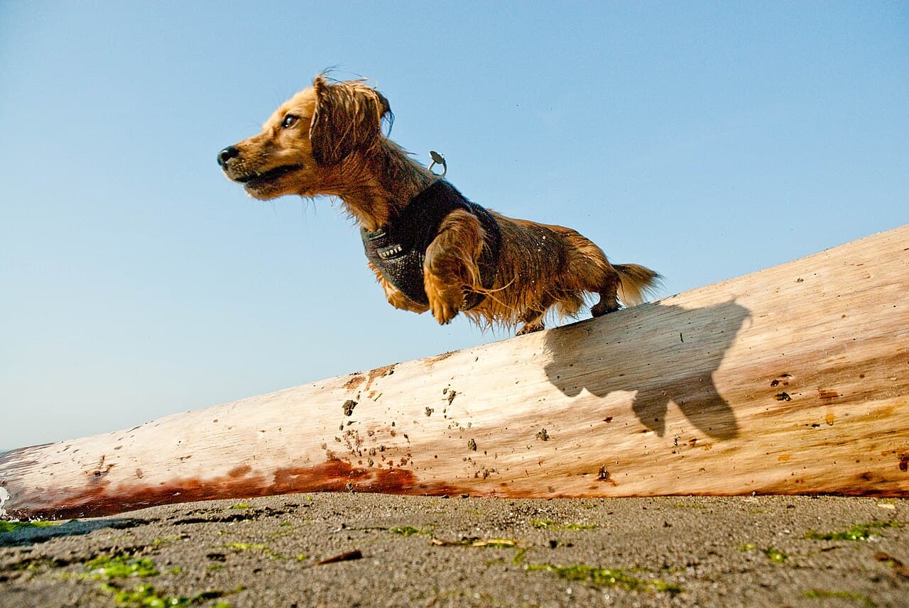 Dachshund pelo longo saltando de um tronco na praia, alerta e em movimento